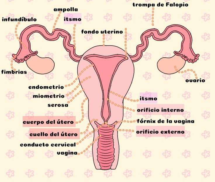 Женская репродуктивная система онлайн-пазл