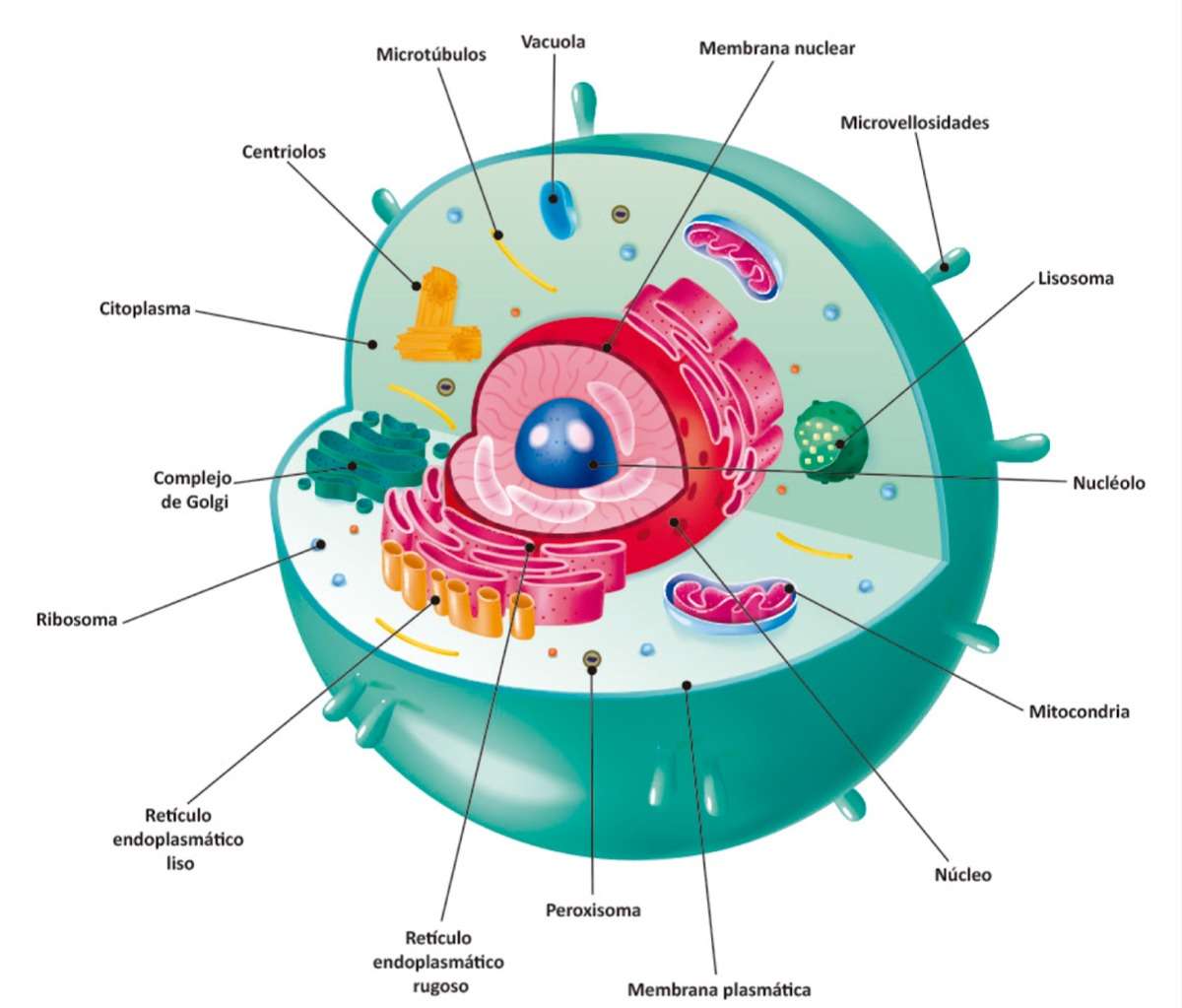 Eukaryotická buňka online puzzle