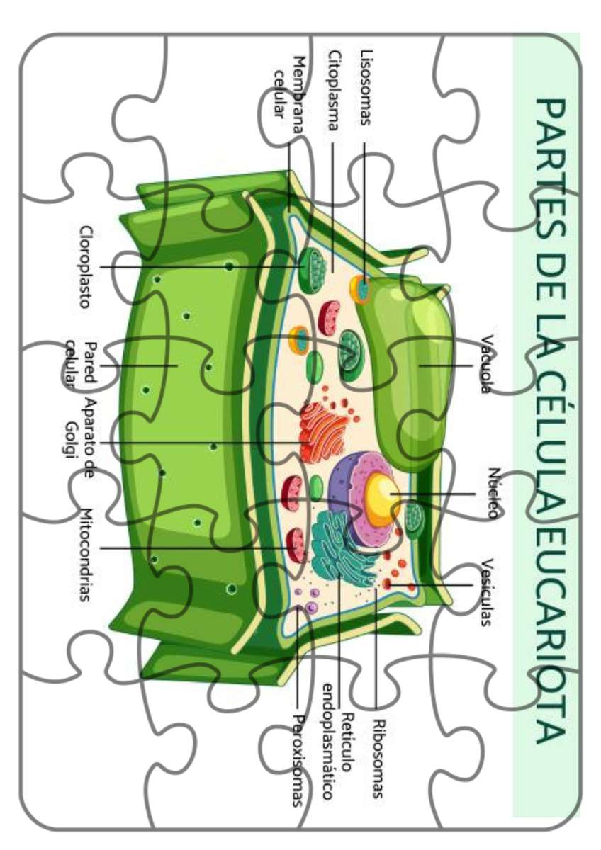 EUKARYOTIC CELL online puzzle