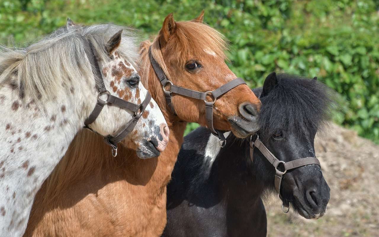 Drie verschillende pony's online puzzel