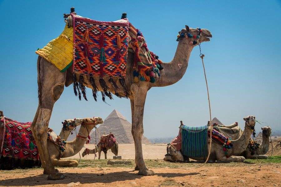 Kamele in der Wüste Online-Puzzle