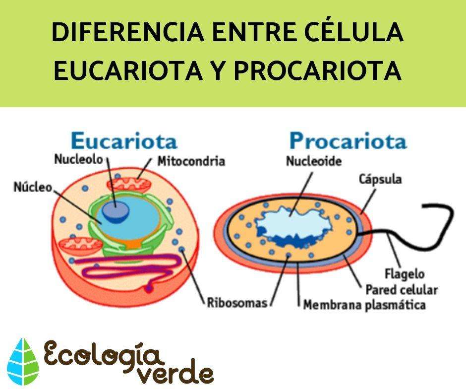 DIFFERENZA TRA CELLULA EUCARIOTICA E PROCARIOTICA puzzle online