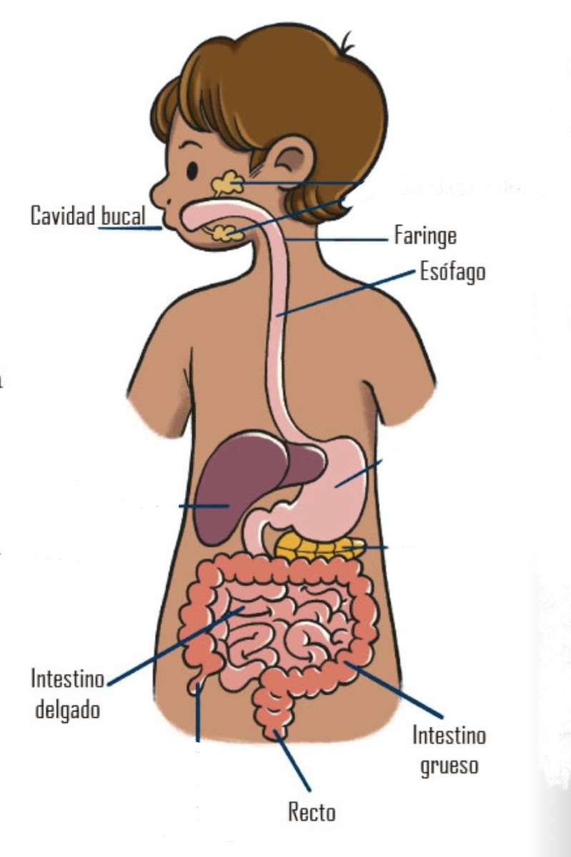 Système digestif puzzle en ligne