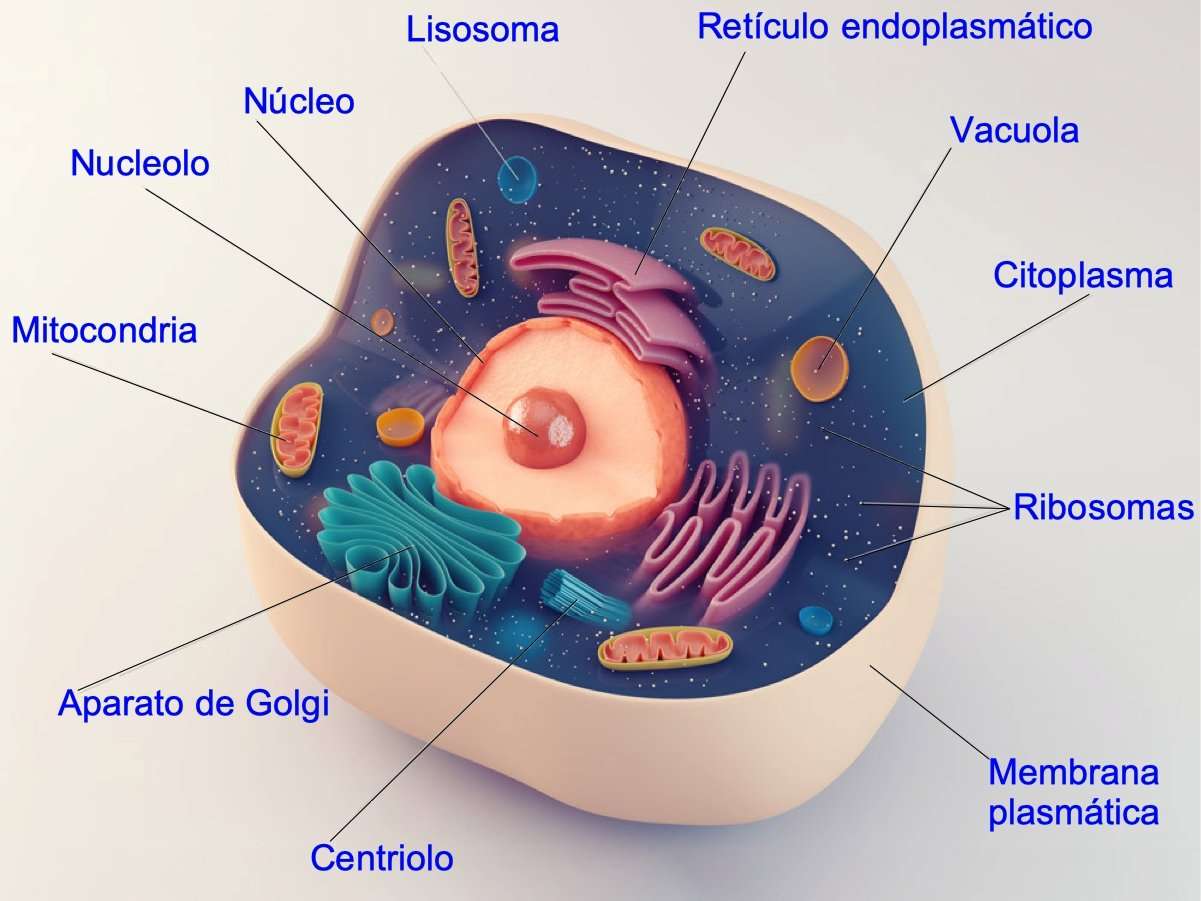 Eukaryot cell Pussel online