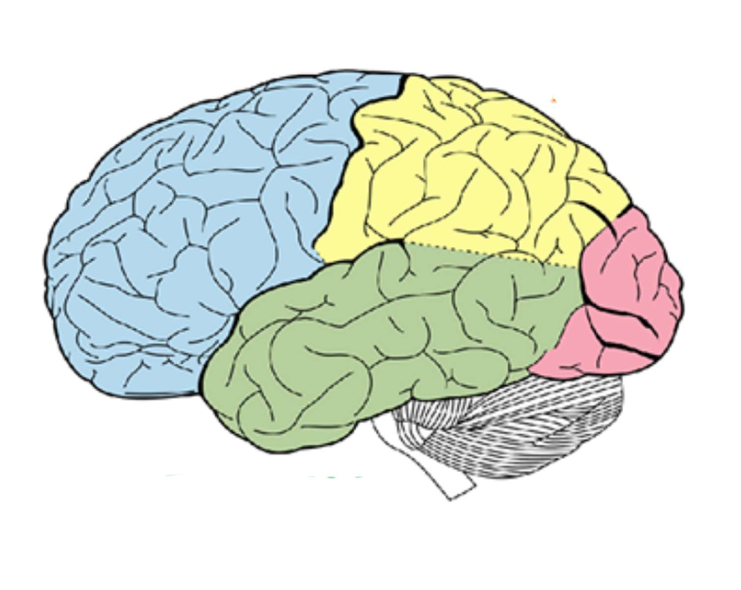 Mozek jde do služeb webu online puzzle