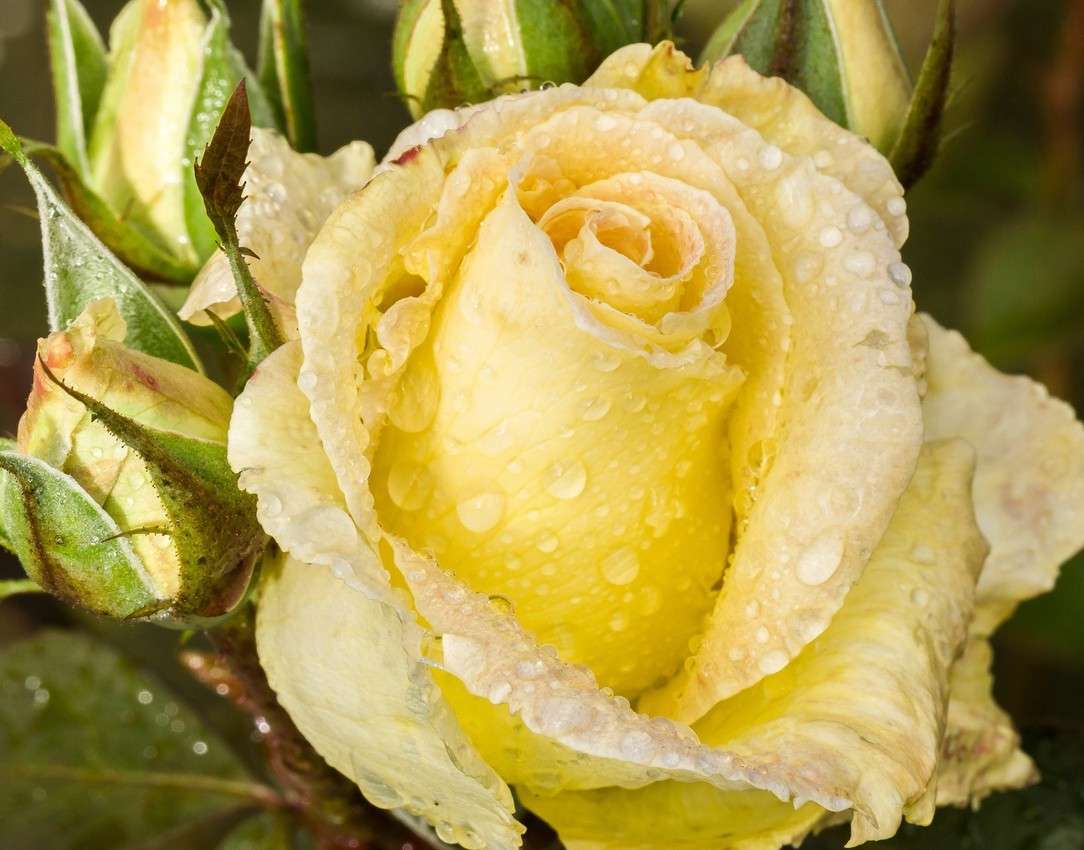 Rózsa az esőcseppekben kirakós online