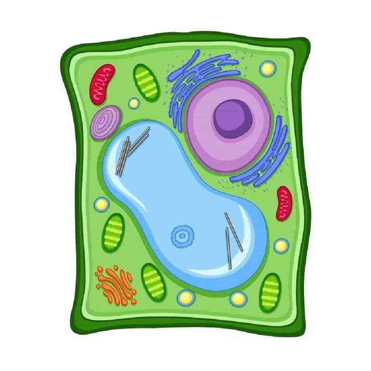 Pflanzenzelle Puzzlespiel online