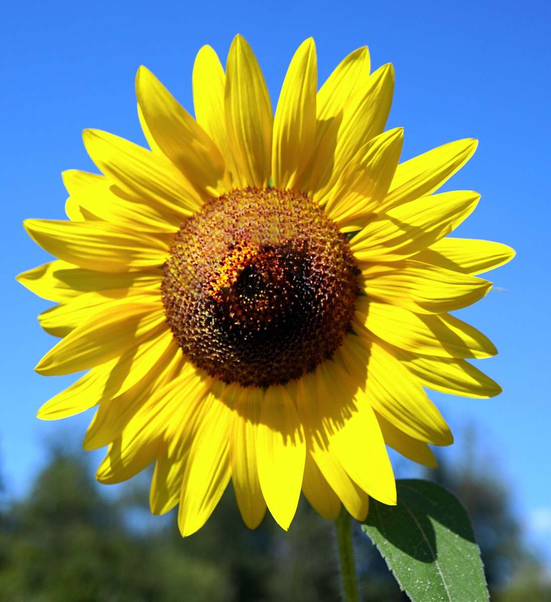 Sunflower, Flower, Blossom jigsaw puzzle online