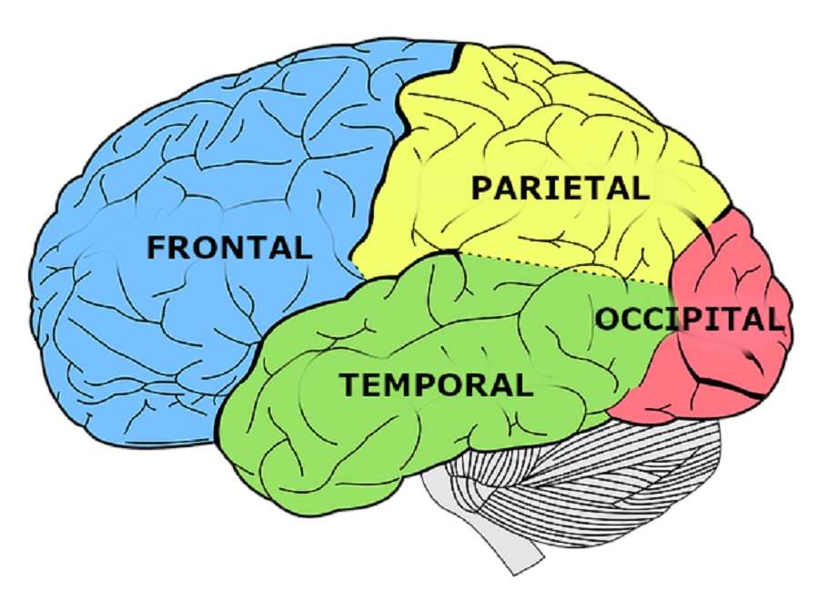 lobes cérébraux puzzle en ligne