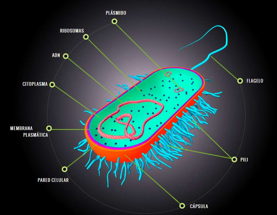 Prokaryote cel legpuzzel online