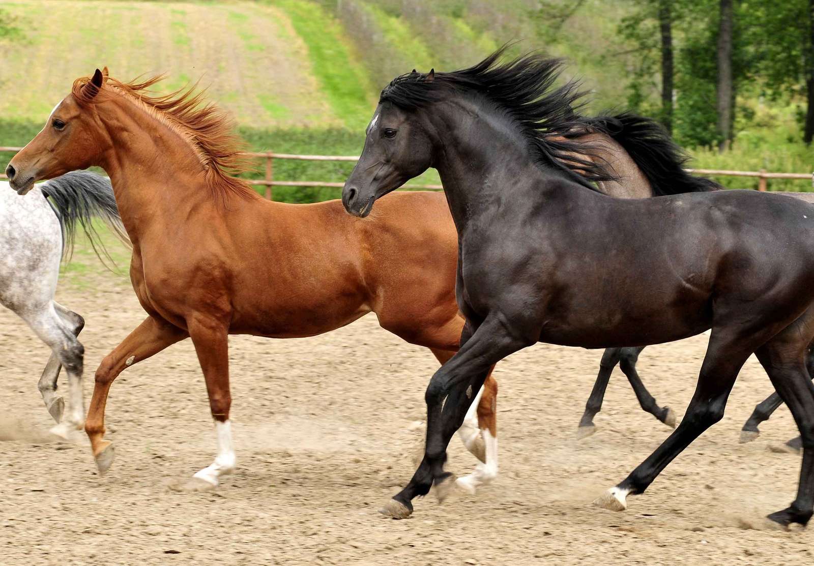 Cavalcando cavalli puzzle online