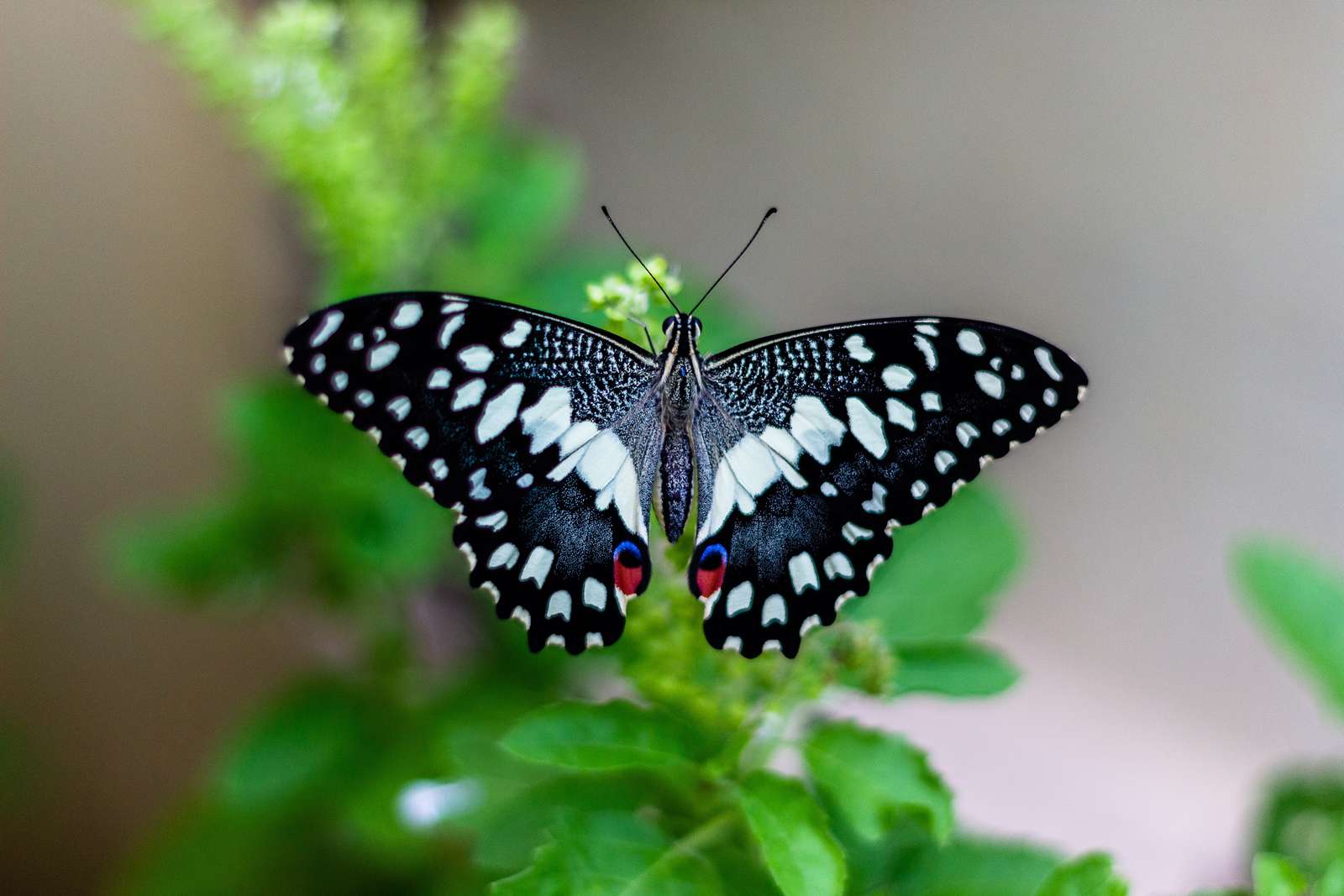 mariposa rompecabezas en línea