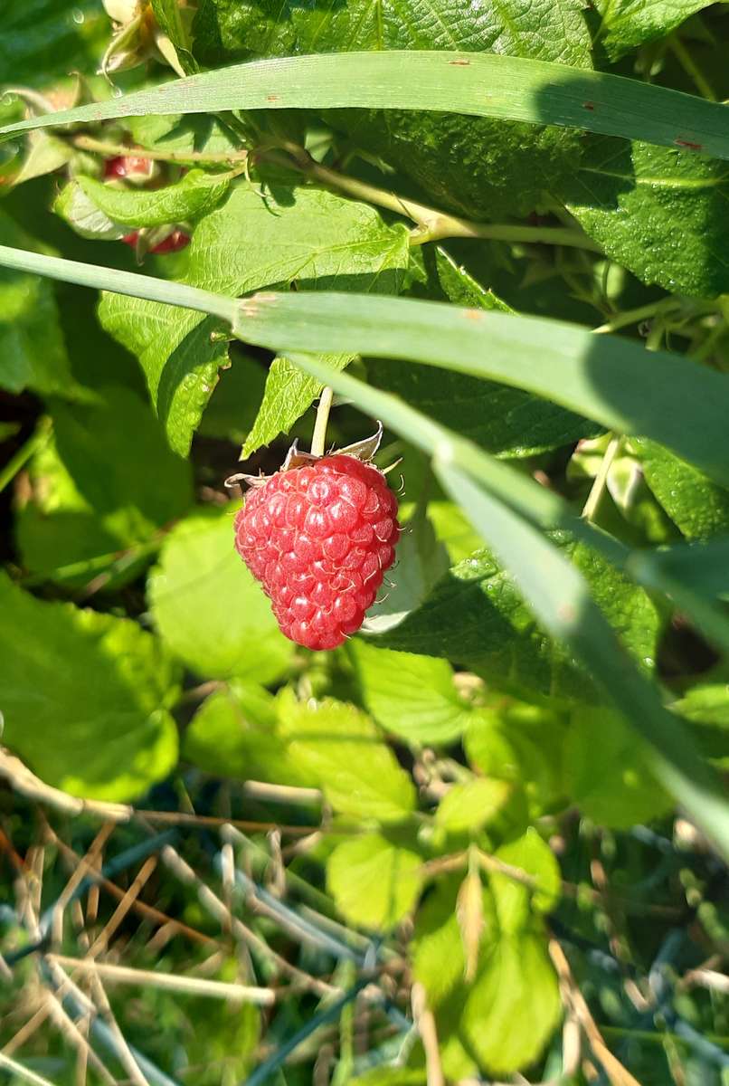 raspberry among leaves and grass jigsaw puzzle online