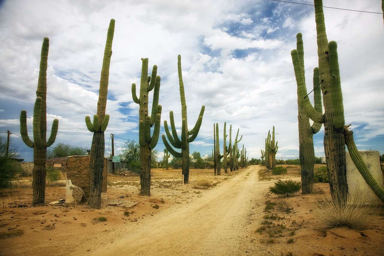 Desierto, Catus, Cactus rompecabezas en línea