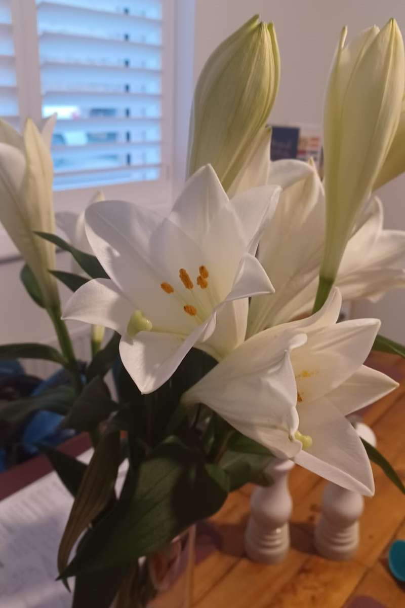 wunderschön duftende weiße Lilien Online-Puzzle