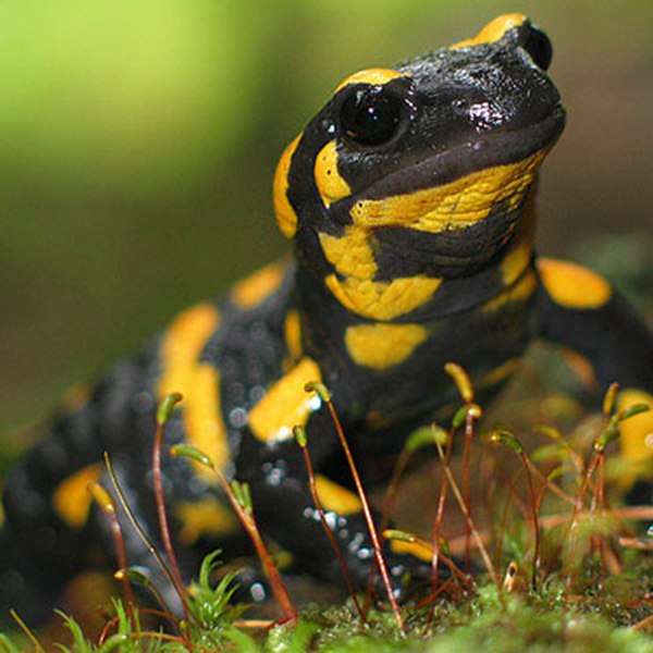 Hollandse salamander legpuzzel online