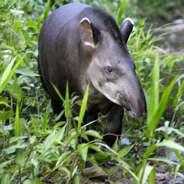 tapir argentinian jigsaw puzzle online