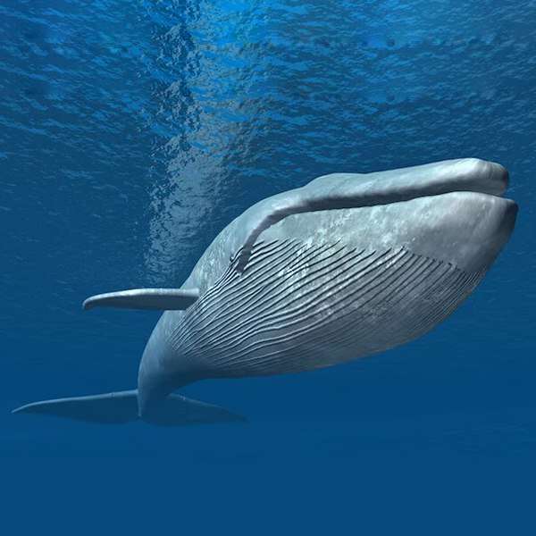 Modrá velryba skládačky online