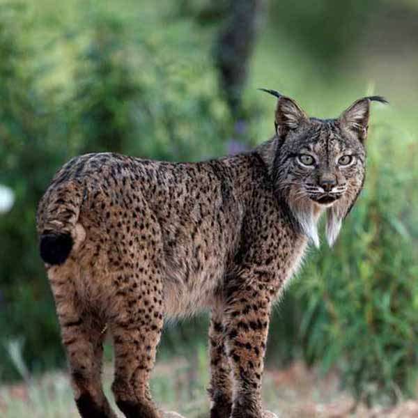 Iberische lynx legpuzzel online