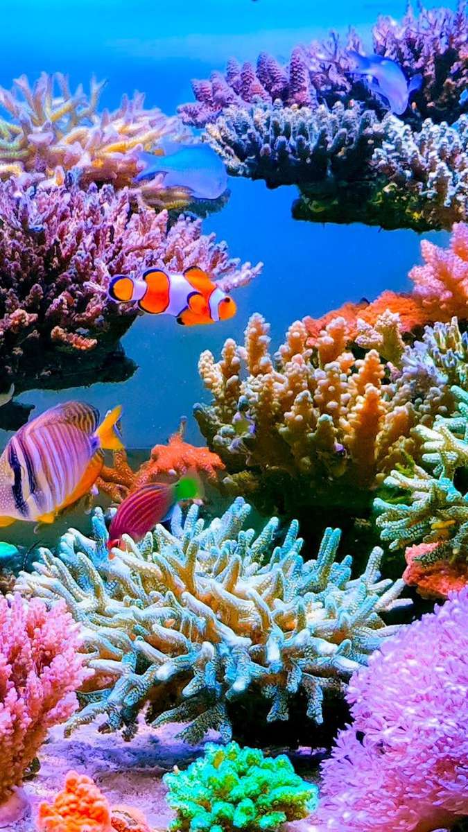Recife coral quebra-cabeças online