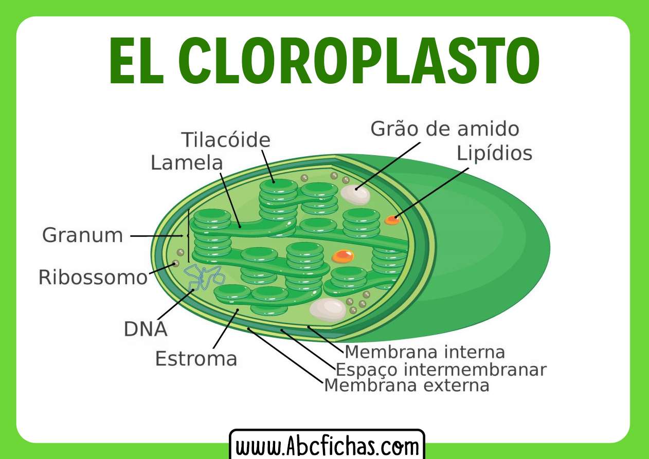 Chloroplasten Online-Puzzle