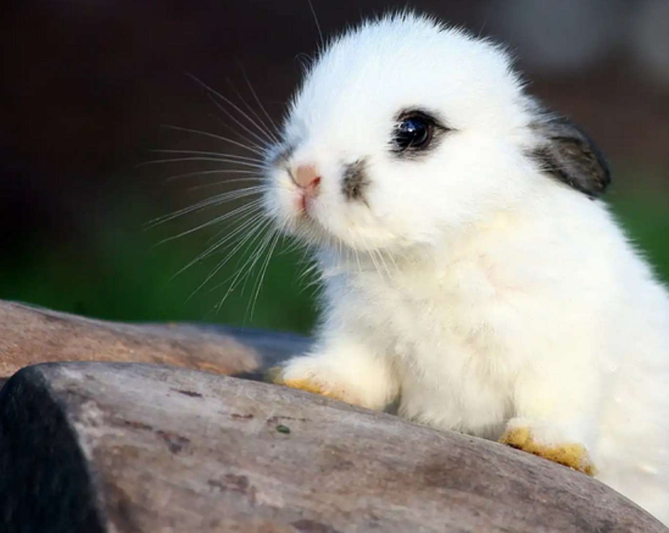 söt svart och vit kanin Pussel online