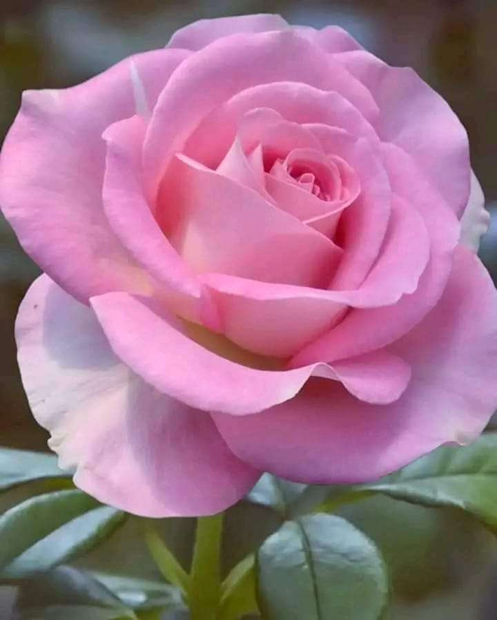благородная розовая роза онлайн-пазл