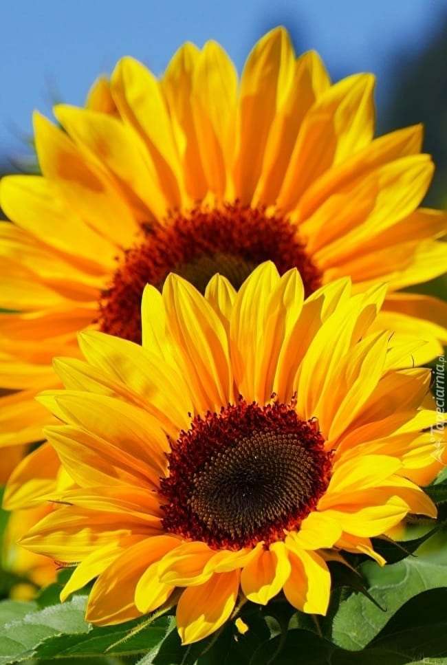 twee prachtige zonnebloemen online puzzel