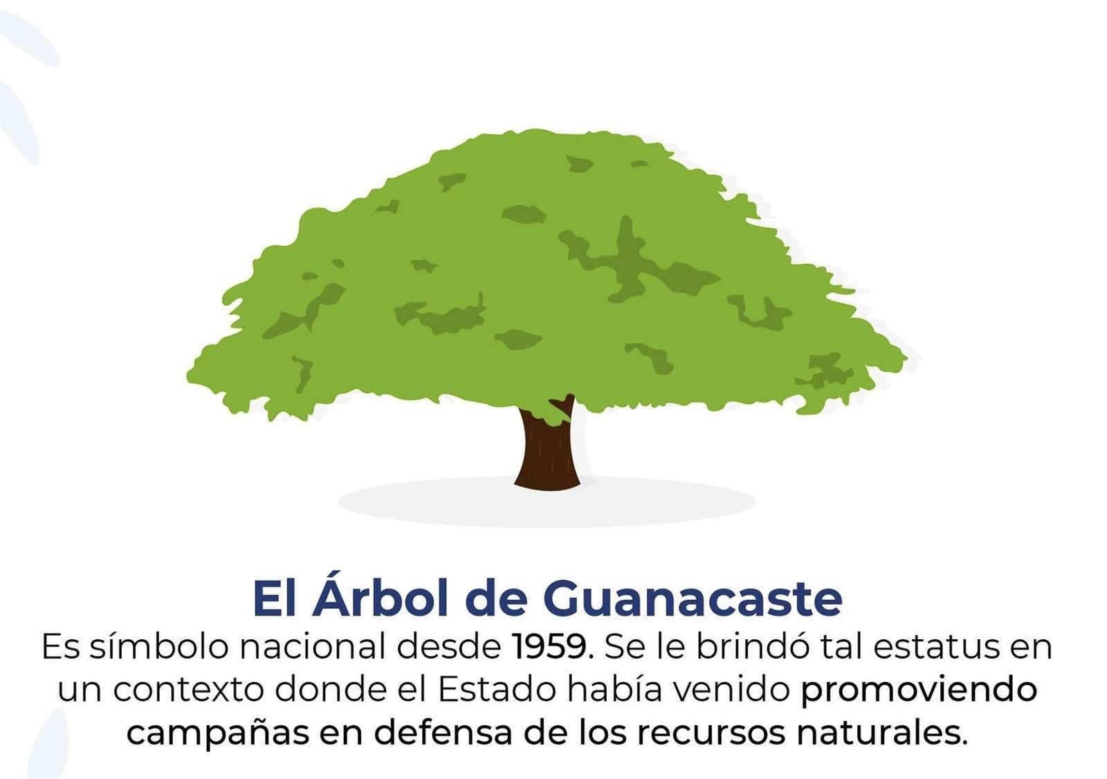 Дерево Гуанакасте пазл онлайн