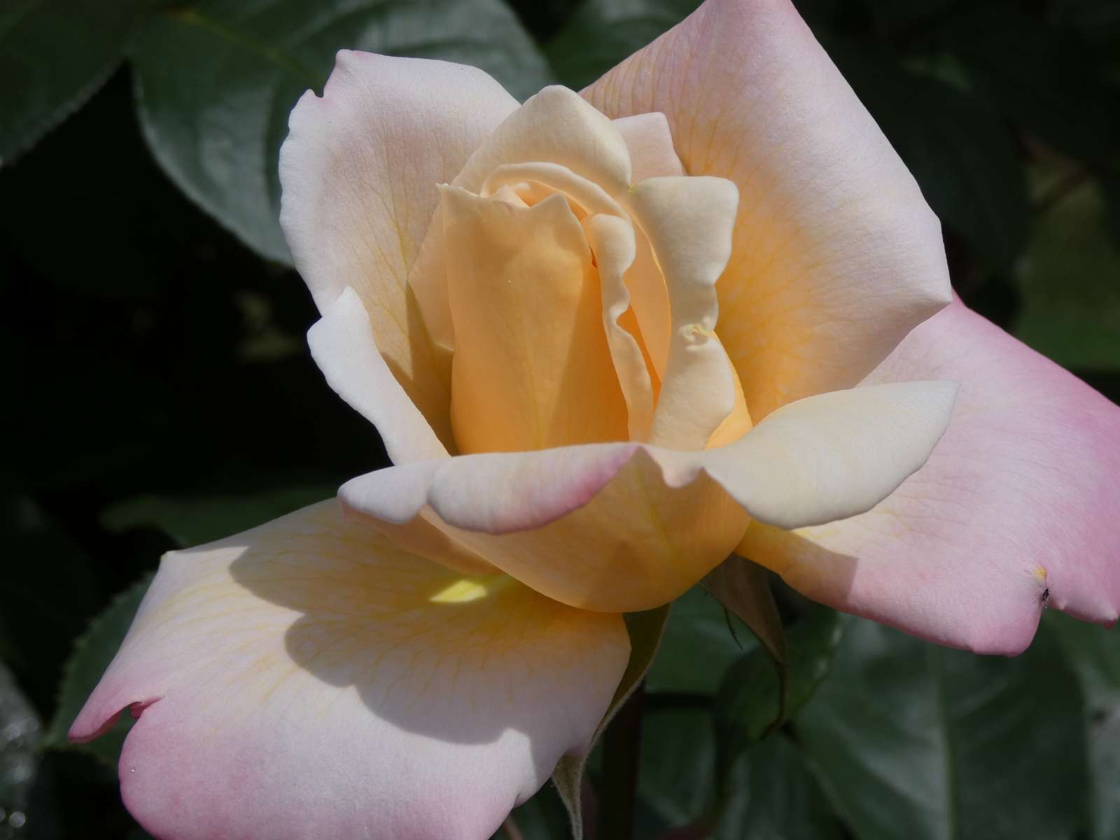 Отглеждал е рози в градината онлайн пъзел