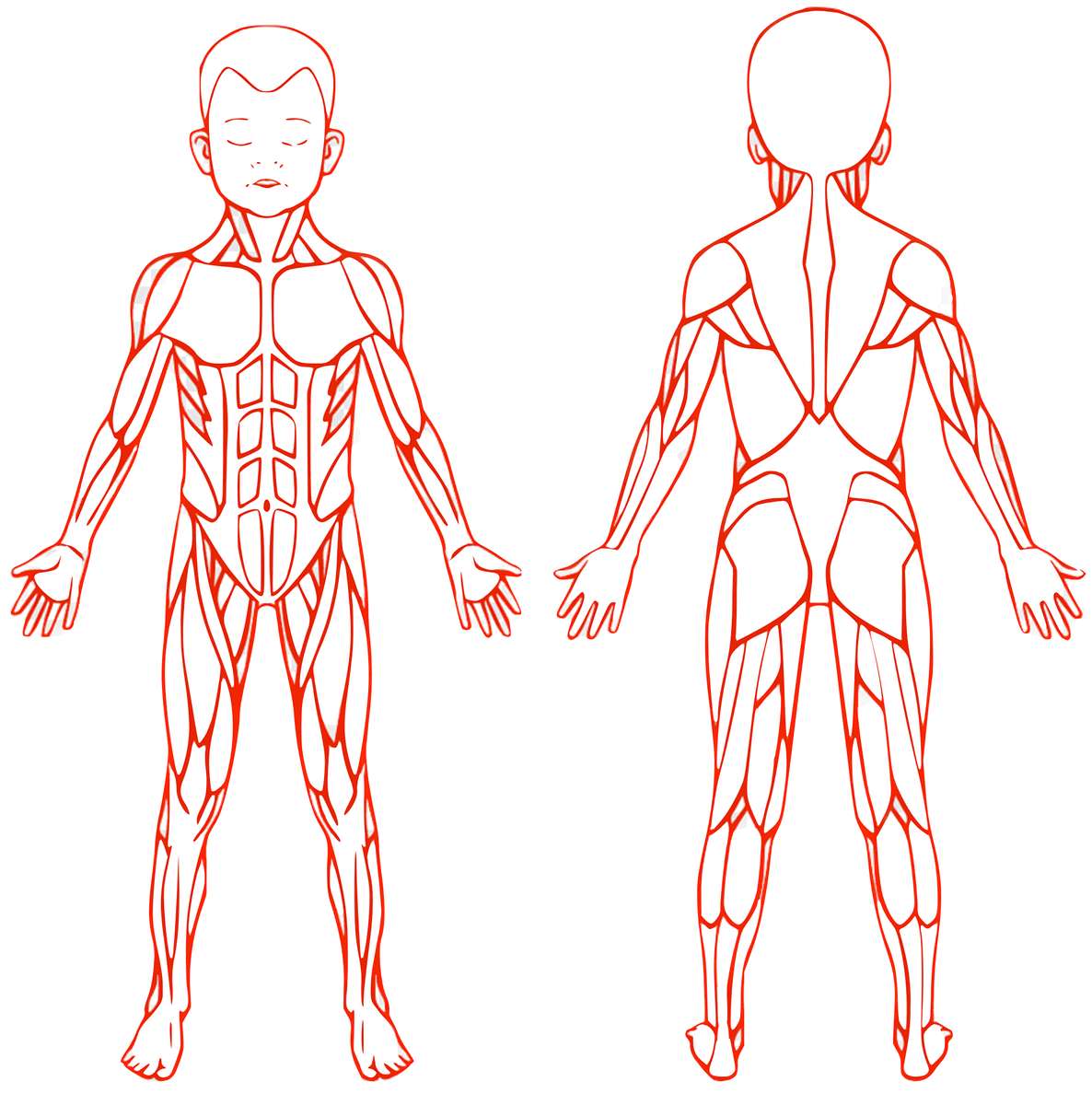 Spieren van het lichaam online puzzel