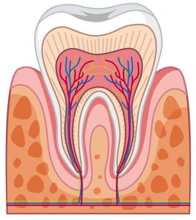 зъбна структура онлайн пъзел