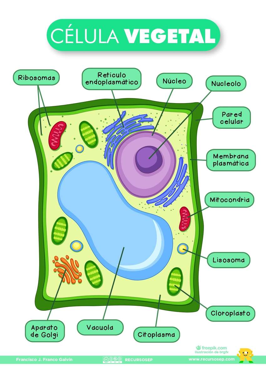 Plant Cell jigsaw puzzle online