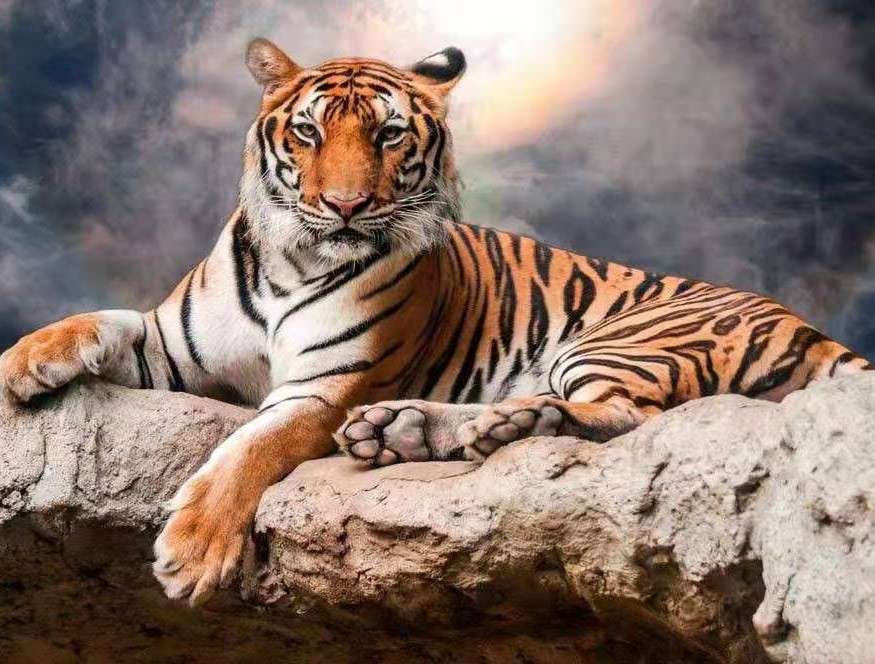 A tiger resting jigsaw puzzle online