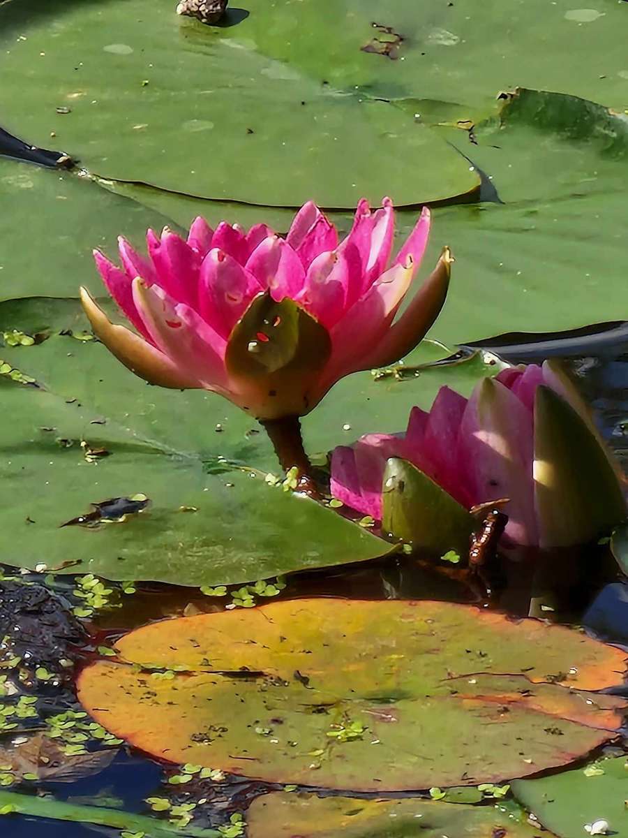 Fleur de lotus dans un parc à Gdynia puzzle en ligne