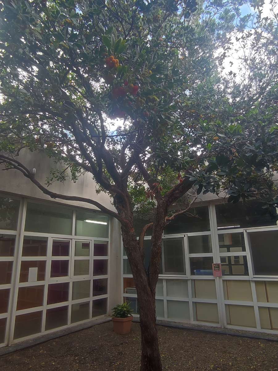 jahodový strom online puzzle