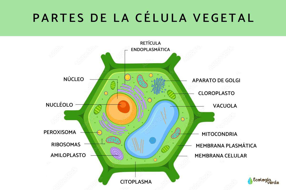 Célula vegetal e suas partes quebra-cabeças online