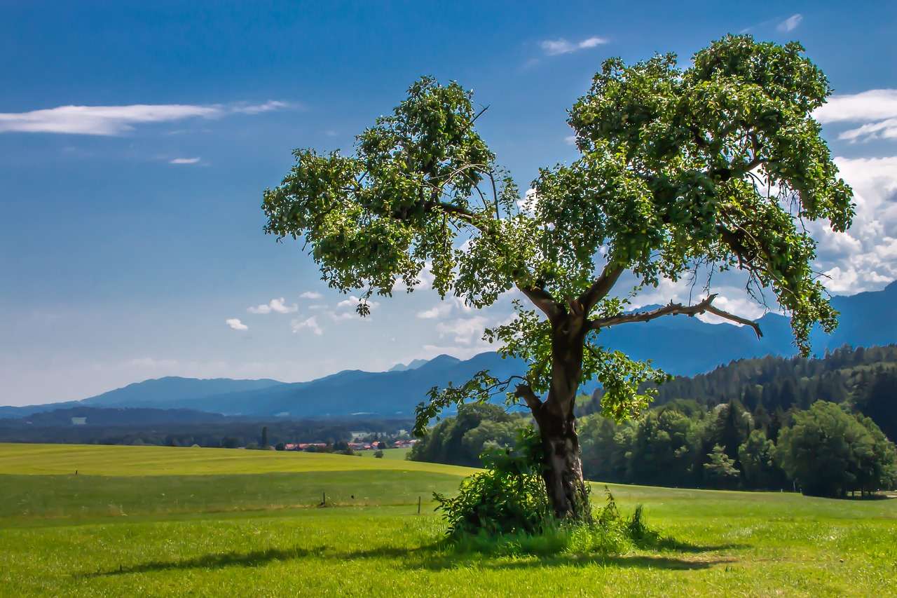árvore, paisagem, céu azul quebra-cabeças online