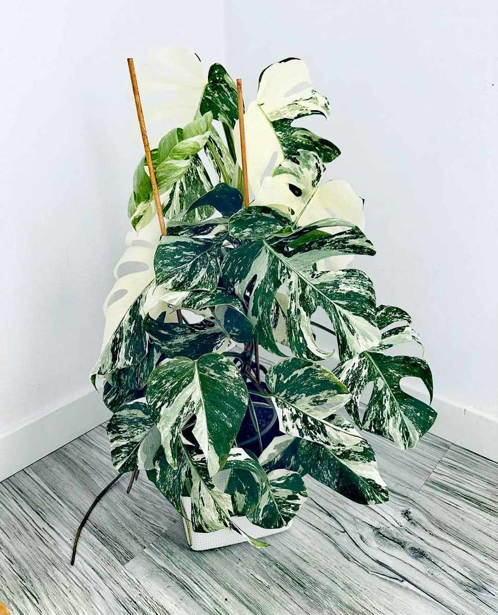 monstera Pussel online