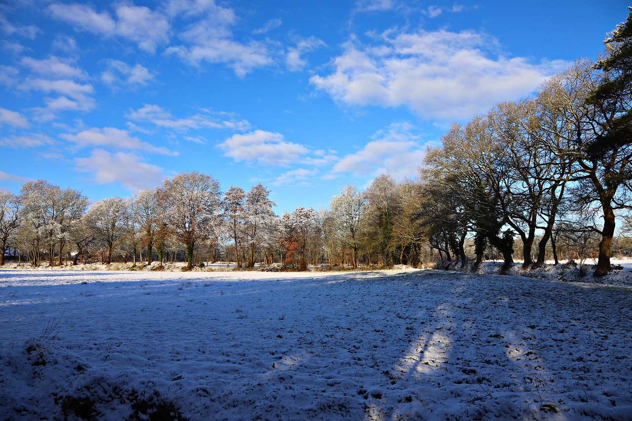 Zima, sníh, stromy skládačky online