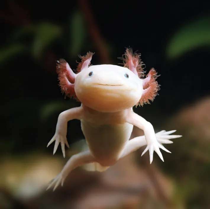 mexikói axolotl online puzzle