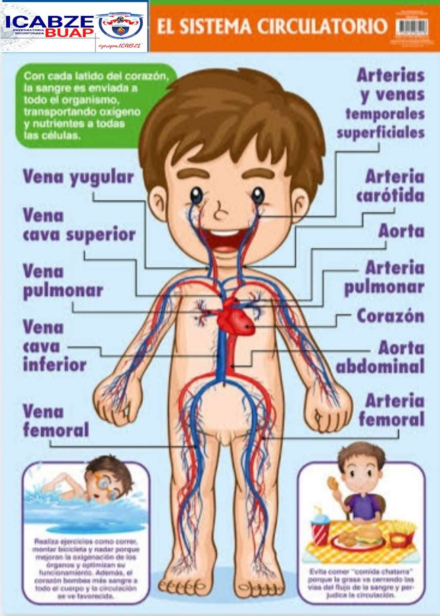 Circulatório puzzle online