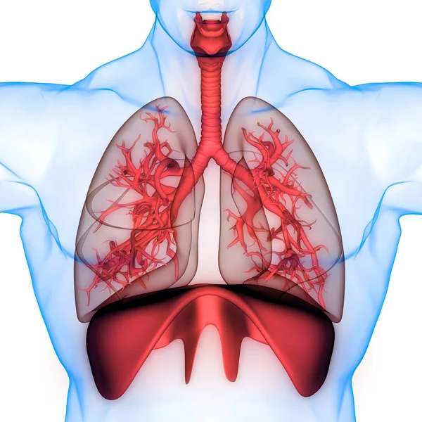 dýchací systém skládačky online