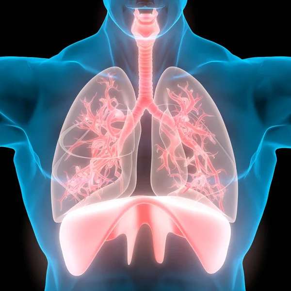 respiratory system jigsaw puzzle online