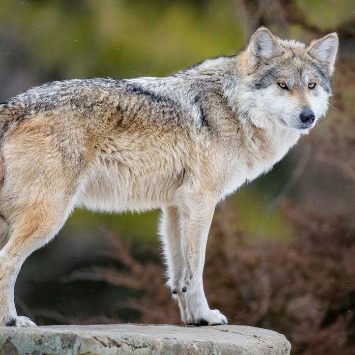 Mexikanischer grauer Wolf Puzzlespiel online