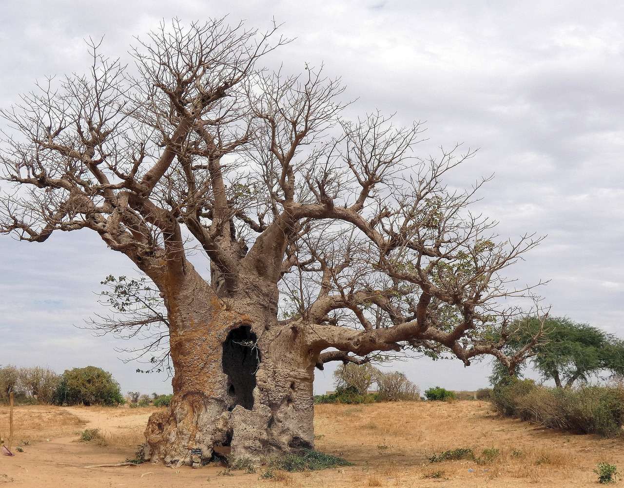 Szenegál, Savannah, Baobab fa. online puzzle