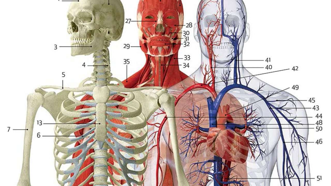 ОСТЕОМУСКУЛНА СИСТЕМА онлайн пъзел