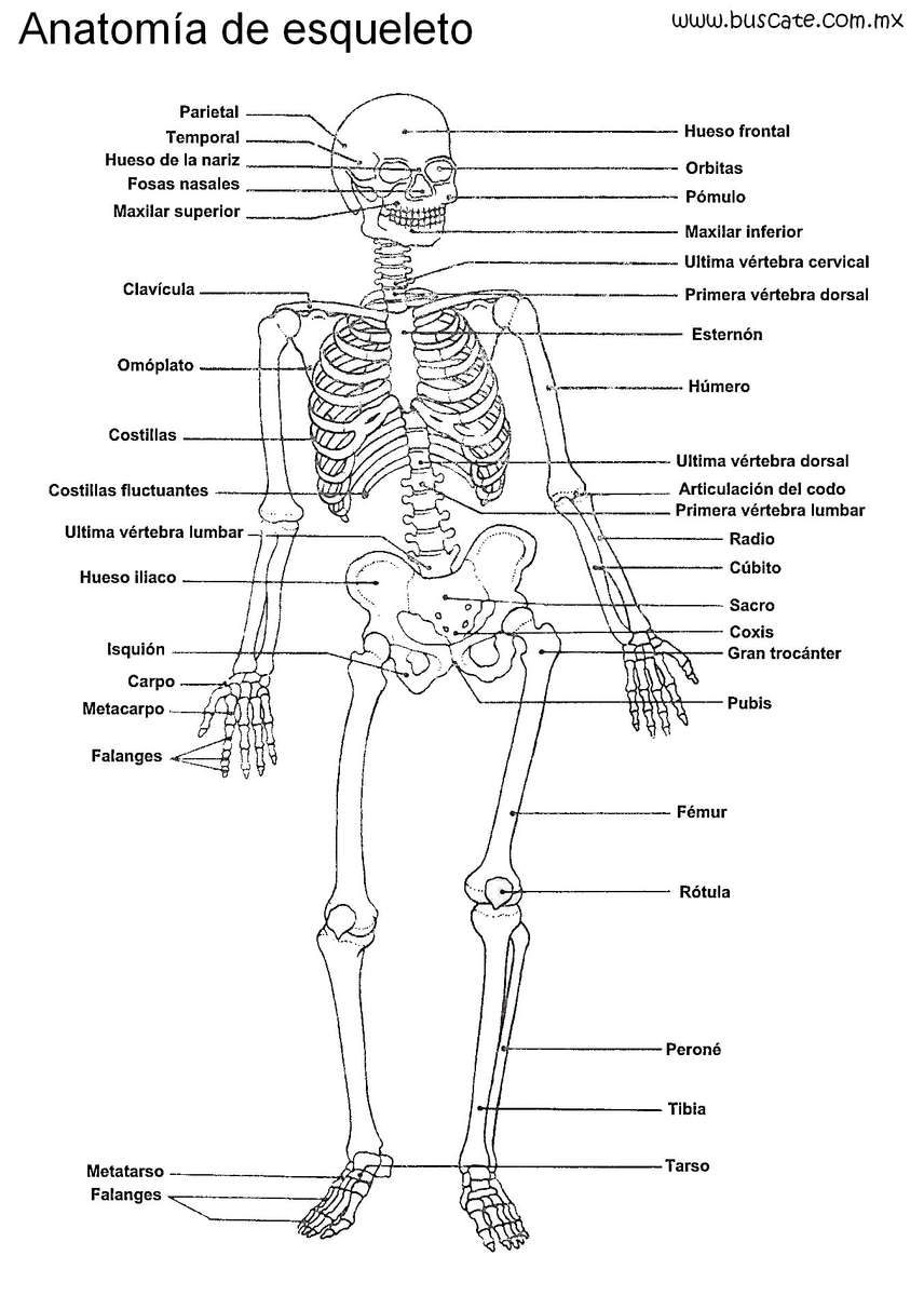 Скелет людини онлайн пазл