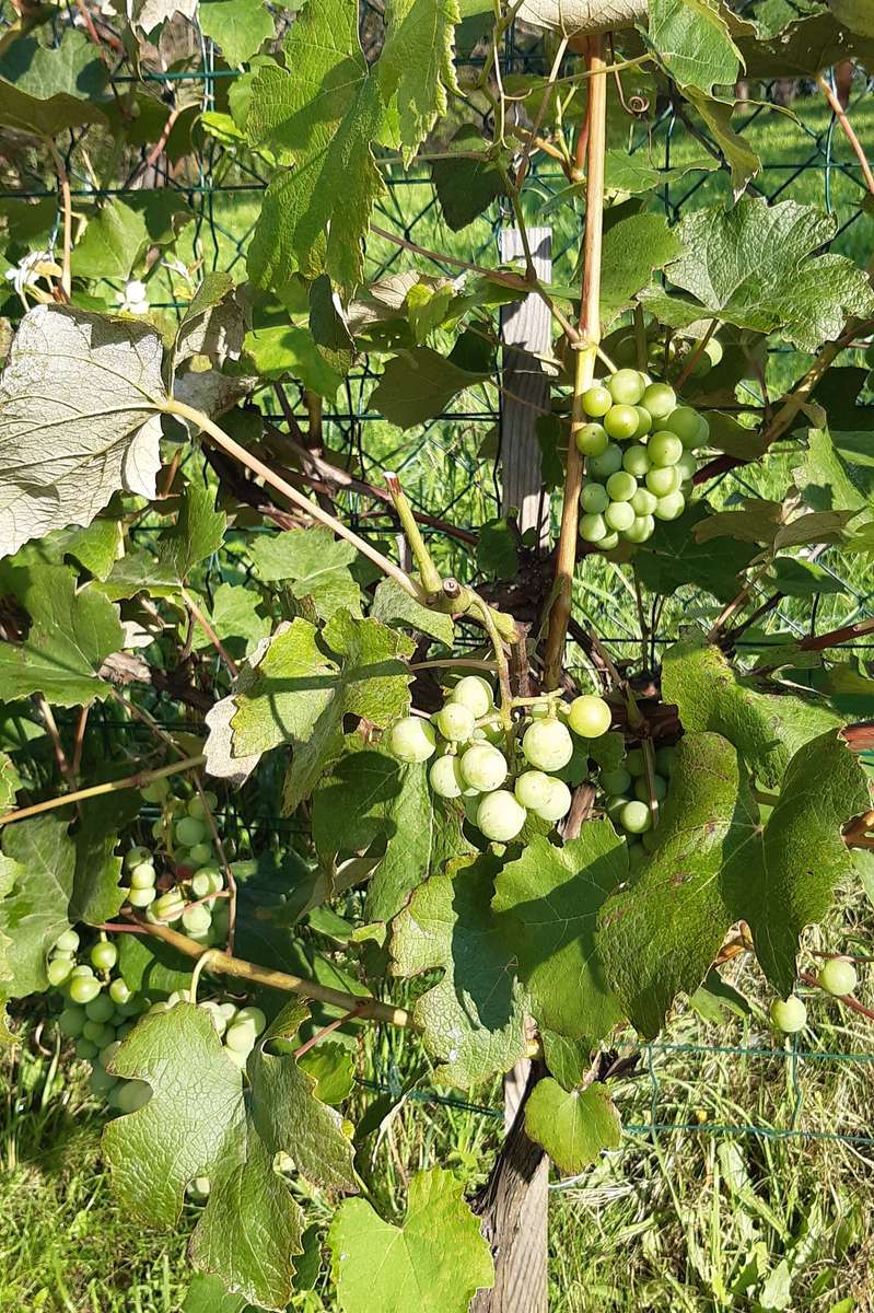 gröna druvor pussel på nätet