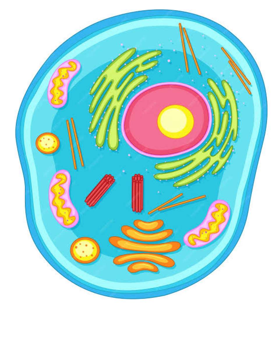 Célula procariotas rompecabezas en línea